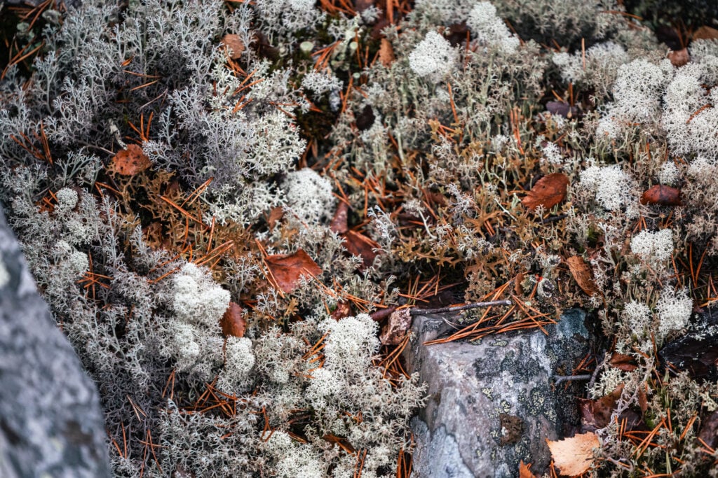Pohjoisen matkailu elää vahvaa kasvun kautta.